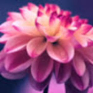 Meet your Posher, Ahuva